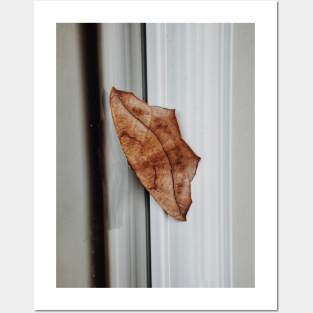 Large Maple Spanworm Moth Posters and Art